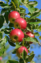 Fresh ripe apples on apple tree branch in the garden