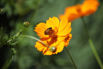 キバナコスモスとミツバチ