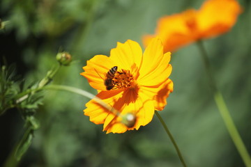 キバナコスモスとミツバチ