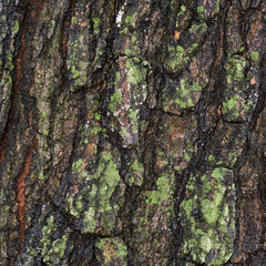 Rough bark textured