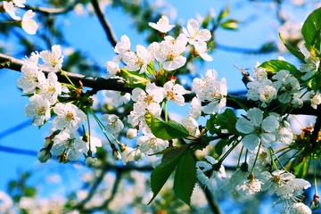 Kirschblüte - Cherry Blossom