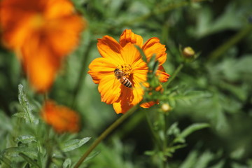 キバナコスモスとミツバチ