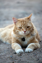 Fototapeta na wymiar red cat