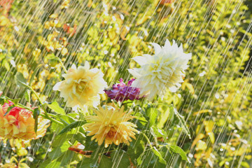 Летний дождь и георгины