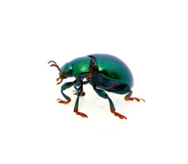Green beetle