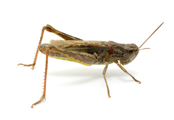 grasshopper