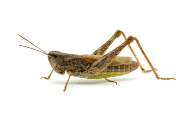 grasshopper © Alekss