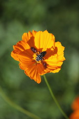 キバナコスモスとハチ