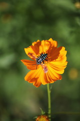 キバナコスモスとハチ