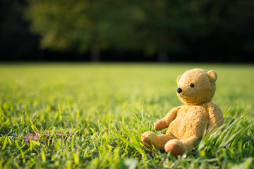 TEDDY BEAR brown color on the grass