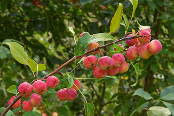 Apple tree  with ruddy ripe fruits.