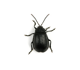 black beetle