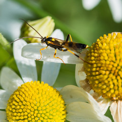 Ichneumon Wasp