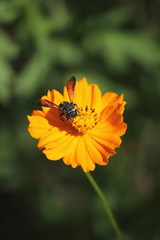 キバナコスモスとハチ