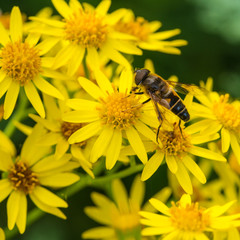 Ragwort Browser