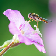 Willowherb Wanderer