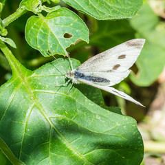 Large White