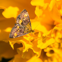 Marigold Mint Moth