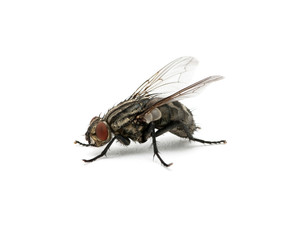 macro of  fly