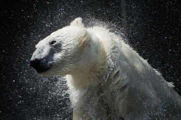 Eisbär beendet einen guten Shake