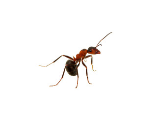 Ant on white
