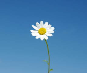 white daisy