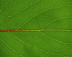 green leaf texture