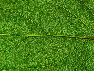 green leaf texture