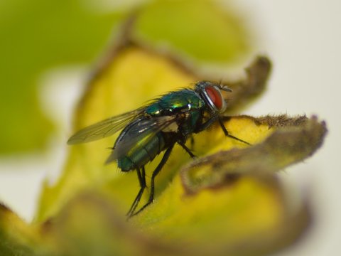 Common Fly - close up