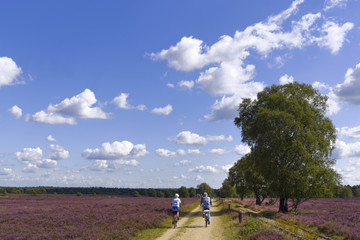 Radfahrer Lünenburger Heide