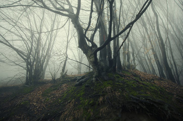 tree with roots on a cliff in a forest