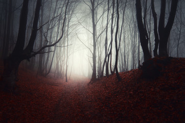 path through a dark forest