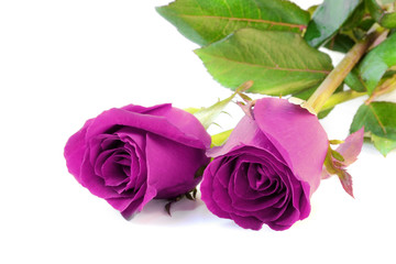 Two purple roses isolate on white background.