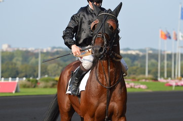 trotteur