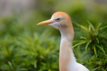 Cattle egret