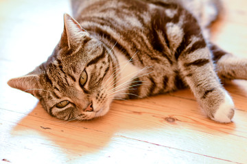 Tabby cat laying on floor