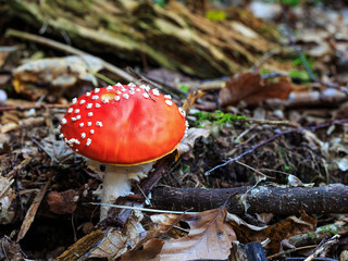 wild forrest mushroom