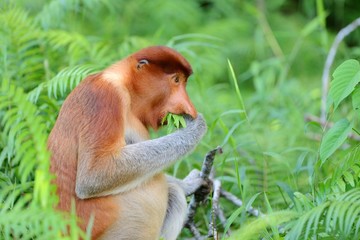 Naklejka premium Proboscis monkey eating fern
