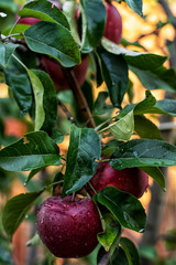juicy apples on branch with green leaves