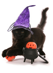 Halloween black siberian kitten cat