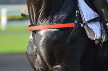 trotteur