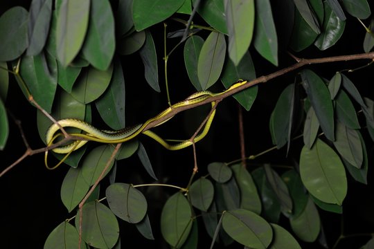 Painted Bronzeback Tree Snake