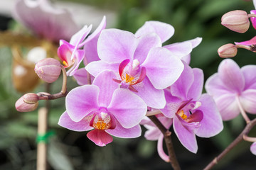 Beautiful orchid (Phalaenopsis)