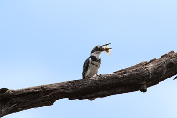 Pied kingfisher killing a fish by hitting it on branch