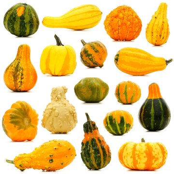 Large group of unique isolated autumn gourds