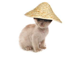 cream burmese kitten wearing chinese hat cutout