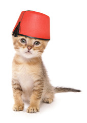 asian kitten wearing a fez hat studio cutout