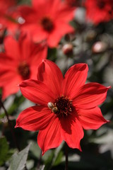 Dahlie