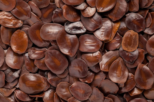 Butea monosperma (palash) seed