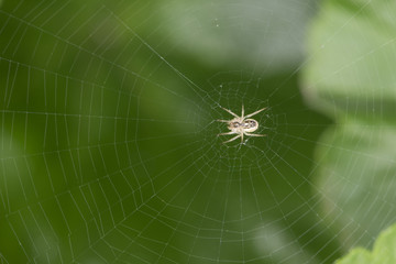 Spider Web